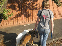 Jo walking Rusty & Tessa